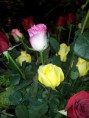 /album/algunos-de-nuestros-dise%c3%b1os-y-productos-de-san-valentin/a20120325-120036-jpg/