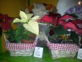 /album/flores%2c-plantas-y-articulos-navide%c3%b1os/a20121214-193801-jpg/