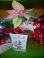 /album/flores%2c-plantas-y-articulos-navide%c3%b1os/a20121214-193823-jpg/