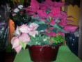 /album/flores%2c-plantas-y-articulos-navide%c3%b1os/a20121214-194026-jpg/